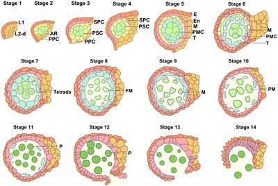 Male gametogenesis in flowering plants